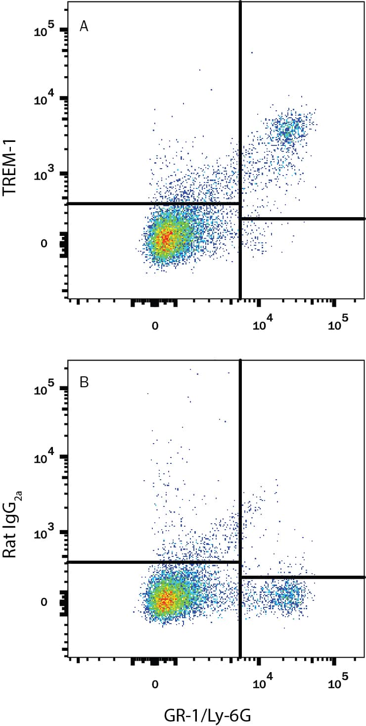 Mouse splenocytes were stained with Rat Anti-Mouse Gr-1/Ly-6G Alexa Fluor® 405-conjugated Monoclonal Antibody (Catalog # FAB1037V) and either (A) Rat Anti-Mouse TREM-1 APC-conjugated Monoclonal Antibody (Catalog # FAB1187A) or (B) Rat IgG2AAllophycocyanin Isotype Control (Catalog # IC006A). View our protocol for Staining Membrane-associated Proteins.