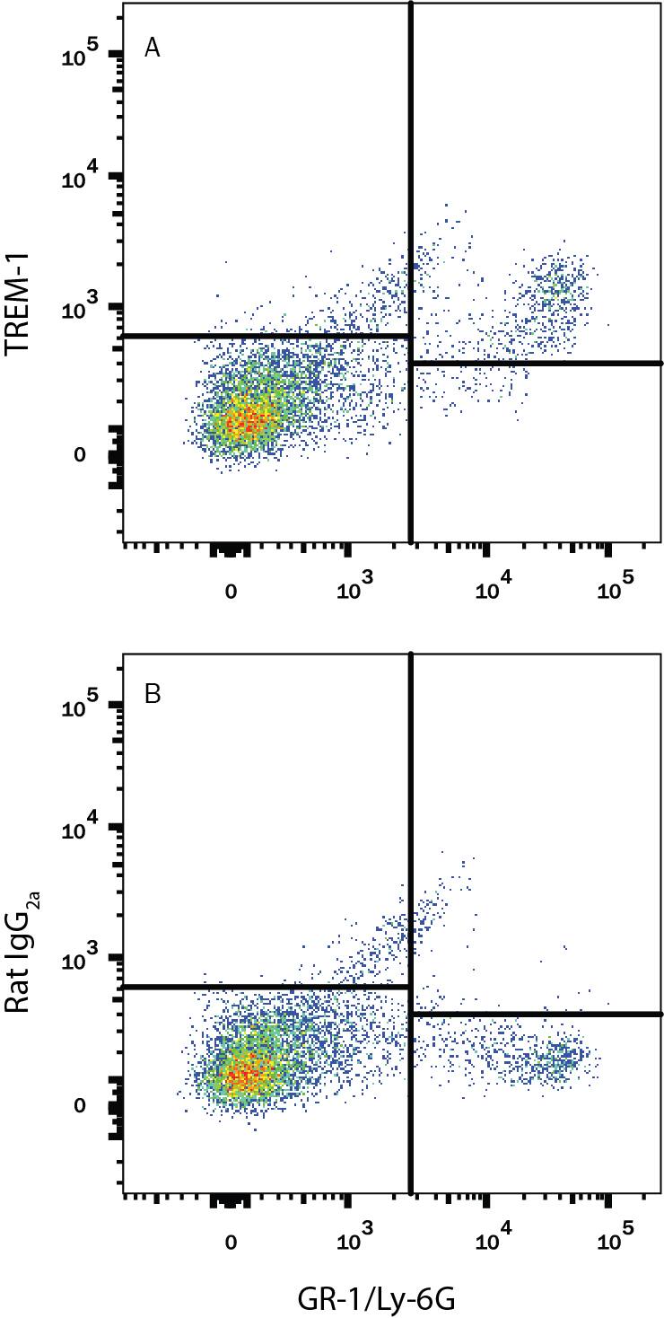 Mouse splenocytes were stained with Rat Anti-Mouse Gr-1/Ly-6G Alexa Fluor® 700-conjugated Monoclonal Antibody (Catalog # FAB1037N) and either (A) Rat Anti-Mouse TREM-1 Alexa Fluor® 488-conjugated Monoclonal Antibody (Catalog # FAB1187G) or (B) Rat IgG2AAlexa Fluor 488 Isotype Control (Catalog # IC006G). View our protocol for Staining Membrane-associated Proteins.