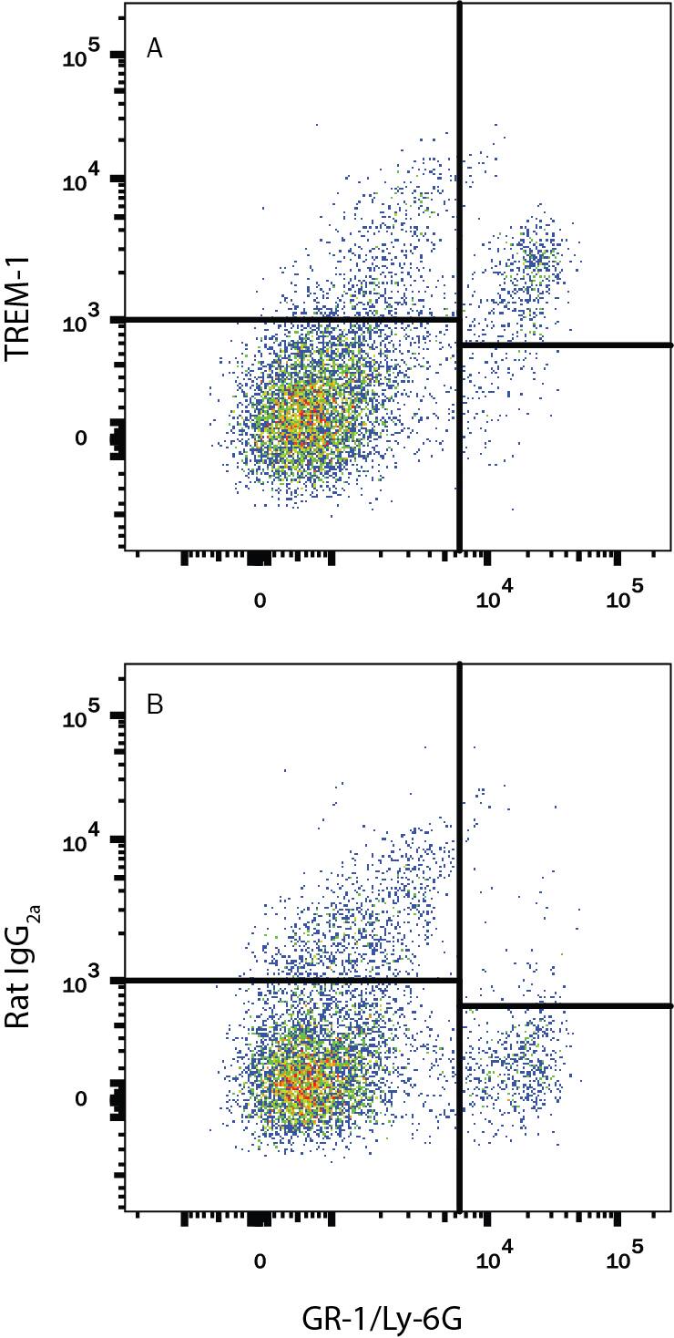 Mouse splenocytes were stained with Rat Anti-Mouse Gr-1/Ly-6G Alexa Fluor® 405-conjugated Monoclonal Antibody (Catalog # FAB1037V) and either (A) Rat Anti-Mouse TREM-1 Alexa Fluor® 700-conjugated Monoclonal Antibody (Catalog # FAB1187N) or (B) Rat IgG2AAlexa Fluor 700 Isotype Control (Catalog # IC006N). View our protocol for Staining Membrane-associated Proteins.