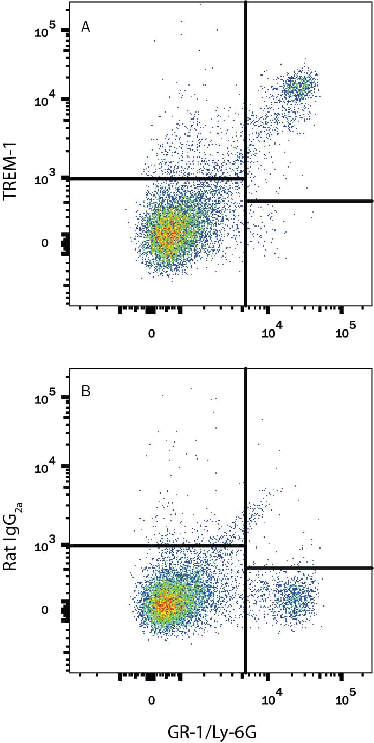 Mouse splenocytes were stained with Rat Anti-Mouse Gr-1/Ly-6G Alexa Fluor® 405-conjugated Monoclonal Antibody (Catalog # FAB1037V) and either (A) Rat Anti-Mouse TREM-1 PE-conjugated Monoclonal Antibody (Catalog # FAB1187P) or (B) Rat IgG2APhycoerythrin Isotype Control (Catalog # IC006P). View our protocol for Staining Membrane-associated Proteins.