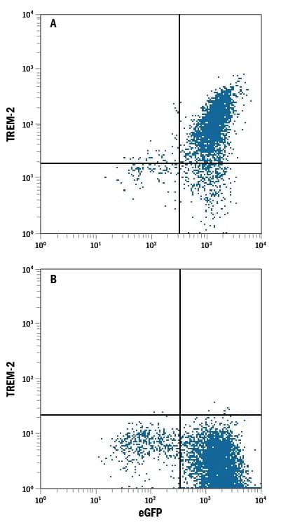 HEK293 human embryonic kidney cell line transfected with eGFP and either (A) human TREM-2 or (B) human TREM-1 was stained with Rat Anti-Human/Mouse TREM-2 PerCP-conjugated Monoclonal Antibody (Catalog # FAB17291C). Quadrant markers were set based on control antibody staining (Catalog # IC013C). View our protocol for Staining Membrane-associated Proteins.