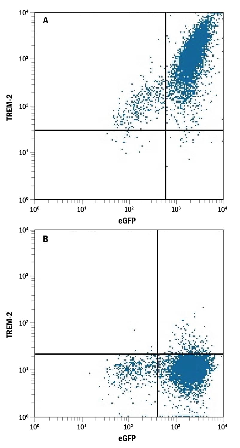 HEK293 human embryonic kidney cell line transfected with eGFP and either (A) human TREM-2 or (B) human TREM-1 was stained with Rat Anti-Human/Mouse TREM-2 PE-conjugated Monoclonal Antibody (Catalog # FAB17291P). Quadrant markers were set based on control antibody staining (Catalog # IC013P). View our protocol for Staining Membrane-associated Proteins.