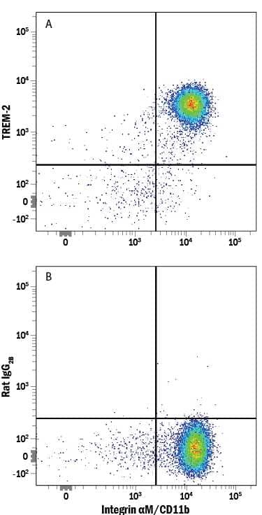 Human peripheral blood mononuclear cells (PBMCs) were stained with Mouse Anti-Human Integrin aM/CD11b PE-conjugated Monoclonal Antibody (Catalog # FAB16991P) and either (A) Rat Anti-Human/Mouse TREM-2 Alexa Fluor® 647-conjugated Monoclonal Antibody (Catalog # FAB17291R) or (B) Rat IgG2BAlexa Fluor 647 Isotype Control (Catalog # IC013R). View our protocol for Staining Membrane-associated Proteins.