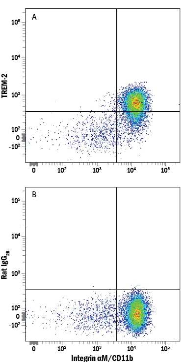 Human peripheral blood mononuclear cells (PBMCs) were stained with Mouse Anti-Human Integrin aM/CD11b PE-conjugated Monoclonal Antibody (Catalog # FAB16991P) and either (A) Rat Anti-Human/Mouse TREM-2 Alexa Fluor® 750-conjugated Monoclonal Antibody (Catalog # FAB17291S) or (B) Rat IgG2BAlexa Fluor 750 Isotype Control (Catalog # IC013S). View our protocol for Staining Membrane-associated Proteins.