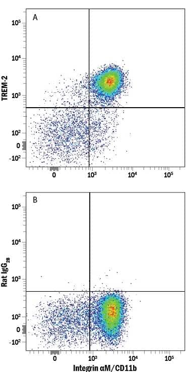 Human peripheral blood mononuclear cells (PBMCs) were stained with Mouse Anti-Human Integrin aM/CD11b APC-conjugated Monoclonal Antibody (Catalog # FAB16991A) and either (A) Rat Anti-Human/Mouse TREM-2 Alexa Fluor® 594-conjugated Monoclonal Antibody (Catalog # FAB17291T) or (B) Rat IgG2BAlexa Fluor 594 Isotype Control (Catalog # IC013T). View our protocol for Staining Membrane-associated Proteins.