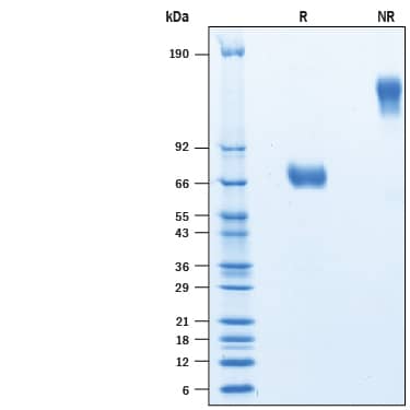 2 μg/lane of Biotinylated Recombinant Human TSLPR Fc Chimera Avi-tag (Catalog # AVI981) was resolved with SDS-PAGE under reducing (R) and non-reducing (NR) conditions and visualized by Coomassie® Blue staining, showing bands at 65-80 kDa and 130-160 kDa, respectively.