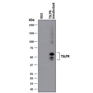 Western blot shows lysates of NS0 mouse myeloma cell line mock transfected or transfected with human TSLP R. PVDF membrane was probed with 0.5 µg/mL of Mouse Anti-Human TSLP R Monoclonal Antibody (Catalog # MAB9811) followed by HRP-conjugated Anti-Mouse IgG Secondary Antibody (HAF018). Specific bands were detected for TSLP R at approximately 45-60 kDa (as indicated). This experiment was conducted under reducing conditions and using Immunoblot Buffer Group 1.