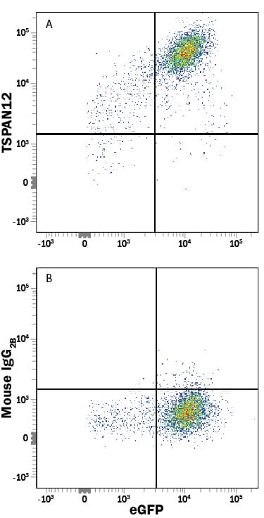 HEK293 human embryonic kidney cell line transfected with human TSPAN12 and eGFP was stained with either (A) Mouse Anti-Human TSPAN12 Monoclonal Antibody (Catalog # MAB8910) or (B) Mouse IgG2B Isotype Control (Catalog # MAB004) followed by Allophycocyanin-conjugated Anti-Mouse IgG Secondary Antibody (Catalog # F0101B). 