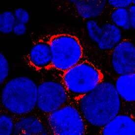 TWEAK/TNFSF12 was detected in immersion fixed human peripheral blood mononuclear cells (PBMCs) using Goat Anti-Human TWEAK/TNFSF12 Biotinylated Antigen Affinity-purified Polyclonal Antibody (Catalog # BAF1090) at 15 µg/mL for 3 hours at room temperature. Cells were stained using the NorthernLights™ 557-conjugated Streptavidin (red; Catalog # NL999) and counterstained with DAPI (blue). Specific staining was localized to plasma membrane and cytoplasm. View our protocol for Fluorescent ICC Staining of Cells on Coverslips.