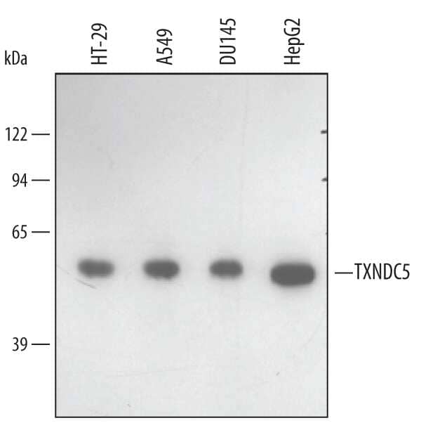 Western Blot TXNDC5 Antibody