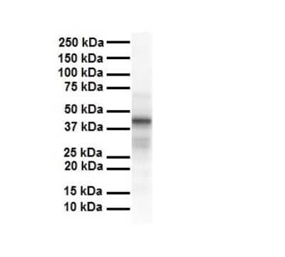 Western Blot Tapasin Antibody