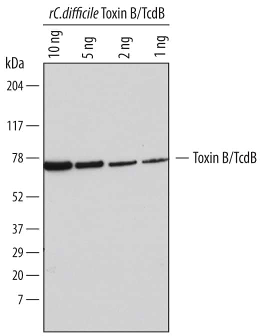 Western blot shows recombinant C. difficile Toxin B/TcdB (Catalog # 6246-GT). PVDF membrane was probed with 1 µg/mL of Sheep Anti-C. difficile Toxin B/TcdB Antigen Affinity-purified Polyclonal Antibody (Catalog # AF6246) followed by HRP-conjugated Anti-Sheep IgG Secondary Antibody (Catalog # HAF016). A specific band was detected for Toxin B/TcdB at approximately 75 kDa (as indicated). This experiment was conducted under reducing conditions and using Immunoblot Buffer Group 1.