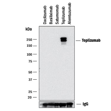 Western blot shows Daclizumab (negative control), Basiliximab (negative control), Satumomab (negative control), Teplizumab, and Alemtuzumab (negative control). PVDF membrane was probed with 2 µg/mL of Rabbit Anti-Anti- Teplizumab (Anti-Idiotype) Monoclonal Antibody (Catalog # MAB10245) followed by HRP-conjugated Anti-Rabbit IgG Secondary Antibody (Catalog # HAF008). A specific band was detected for Teplizumab at approximately 250 kDa (as indicated). Human IgG is shown as a loading control. This experiment was conducted under non-reducing conditions and using Immunoblot Buffer Group 1.