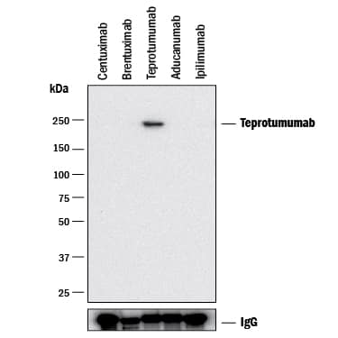 Western Blot Teprotumumab Antibody (2373A) [Unconjugated]