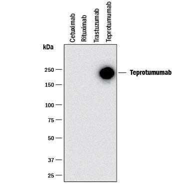 Western Blot Teprotumumab Antibody (975505) [Unconjugated]