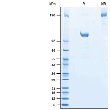 SDS-PAGE TfR2 [Unconjugated]