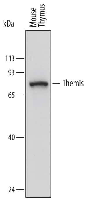 Western Blot Themis Antibody (719945)