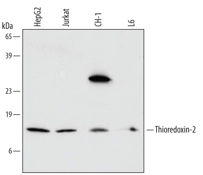 Western blot shows lysates of HepG2 human hepatocellular carcinoma cell line, Jurkat human acute T cell leukemia cell line, CH-1 mouse B cell lymphoma cell line, and L6 rat myoblast cell line. PVDF membrane was probed with 0.5 µg/mL of Mouse Anti-Human/Mouse/Rat Thioredoxin-2 Monoclonal Antibody (Catalog # MAB5765) followed by HRP-conjugated Anti-Mouse IgG Secondary Antibody (Catalog # HAF007). A specific band was detected for Thioredoxin-2 at approximately 14 kDa (as indicated). This experiment was conducted under reducing conditions and using Immunoblot Buffer Group 1.