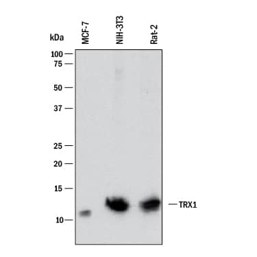 Western blot shows lysates of MCF-7 human breast cancer cell line, NIH-3T3 mouse embryonic fibroblast cell line, and Rat-2 rat embryonic fibroblast cell line. PVDF membrane was probed with 2 µg/mL of Mouse Anti-Human/Mouse/Rat Thioredoxin-1 Monoclonal Antibody (Catalog # MAB19701) followed by HRP-conjugated Anti-Mouse IgG Secondary Antibody (Catalog # HAF018). A specific band was detected for Thioredoxin-1 at approximately 12 kDa (as indicated). This experiment was conducted under reducing conditions and using Immunoblot Buffer Group 1.