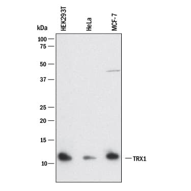 Western blot shows lysates of HEK293T human embryonic kidney cell line, HeLa human cervical epithelial carcinoma cell line, and MCF-7 human breast cancer cell line. PVDF membrane was probed with 2 µg/mL of Mouse Anti-Human Thioredoxin-1 Monoclonal Antibody (Catalog # MAB1970) followed by HRP-conjugated Anti-Mouse IgG Secondary Antibody (Catalog # HAF018). A specific band was detected for Thioredoxin-1 at approximately 12 kDa (as indicated). This experiment was conducted under reducing conditions and using Immunoblot Buffer Group 1.