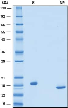 2 μg/lane of Recombinant Human Thrombopoietin/Tpo was resolved with SDS-PAGE underreducing (R) and non-reducing (NR) conditions and visualized by Coomassie® Bluestaining, showing bands at 19 kDa and 18 kDa, respectively.