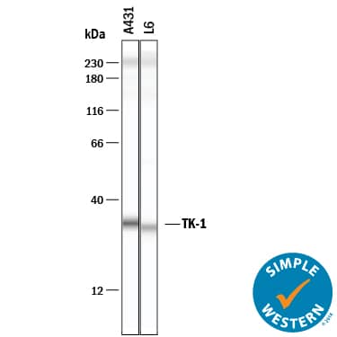 Simple Western lane view shows lysates of A431 human epithelial carcinoma cell line and L6 rat myoblast cell line, loaded at 0.2 mg/mL. A specific band was detected for Thymidine Kinase 1 at approximately 59 kDa (as indicated) using 20 µg/mL of Sheep Anti-Human Thymidine Kinase 1 Antigen Affinity-purified Polyclonal Antibody (Catalog # AF8180) . This experiment was conducted under reducing conditions and using the 12-230 kDa separation system.