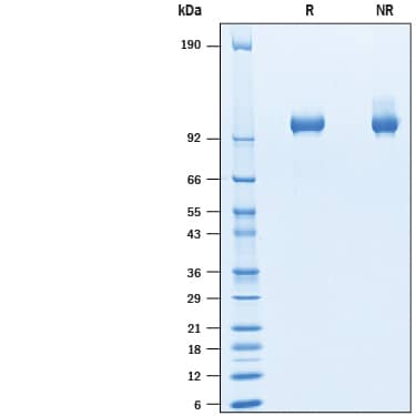 2 μg/lane of Recombinant Cynomolgus Monkey Tie-2 His-tag (Catalog # 10341-T2) was  resolved with SDS-PAGE under reducing (R) and non-reducing (NR)  conditions and visualized by Coomassie® Blue staining, showing bands at 96-107 kDa.