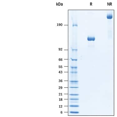 2 μg/lane of Recombinant Cynomolgus Monkey Tie-2 Fc Chimera (Catalog # 10376-T2) was  resolved with SDS-PAGE under reducing (R) and non-reducing (NR)  conditions and visualized by Coomassie® Blue staining, showing bands at 118-132 kDa and 220 - 250 kDa, respectively.