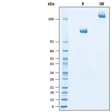 2 μg/lane of Recombinant Porcine Tie-2 Fc Chimera Protein (Catalog # 10488-T2) was resolved withSDS-PAGE under reducing (R) and non-reducing (NR) conditions and visualized byCoomassie® Blue staining, showing bands at kDa.