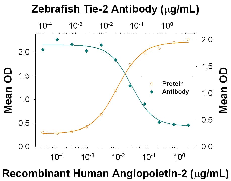 In a functional ELISA, Recombinant Human Angiopoietin-2 (Catalog # 623-AN) binds to immobilized Recombinant Zebrafish Tie-2 Fc Chimera (Catalog # 928‑T2) coated at 4 µg/mL (100 µL/well) in a dose-dependent manner (orange line). Binding is blocked (green line) by increasing concentrations of Mouse Anti-Zebrafish Tie-2 Monoclonal Antibody (Catalog # MAB928). At 0.5 μg/mL, this antibody will block >90% of the binding.