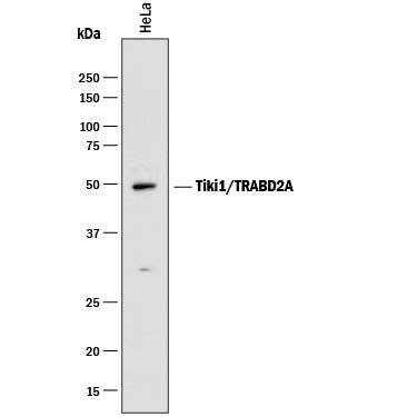 Western blot shows lysates of HeLa human cervical epithelial carcinoma cell line. PVDF membrane was probed with 2 µg/mL of Mouse Anti-Human Tiki1/TRABD2A Monoclonal Antibody (Catalog # MAB8376) followed by HRP-conjugated Anti-Mouse IgG Secondary Antibody (Catalog # HAF018). A specific band was detected for Tiki1/TRABD2A at approximately 50 kDa (as indicated). This experiment was conducted under reducing conditions and using Immunoblot Buffer Group 1.