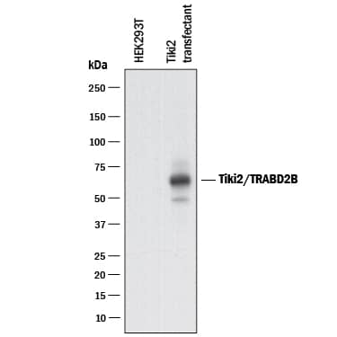 Western blot shows lysates of HEK293 human embryonic kidney cell line either mock transfected or transfected with human Tiki2/TRABD2B. PVDF membrane was probed with 0.5 µg/mL of Sheep Anti-Human Tiki2/TRABD2B Antigen Affinity-purified Polyclonal Antibody (Catalog # AF1600) followed by HRP-conjugated Anti-Sheep IgG Secondary Antibody (Catalog # HAF016). A specific band was detected for Tiki2/TRABD2B at approximately 65 kDa (as indicated). This experiment was conducted under reducing conditions and using Immunoblot Buffer Group 1.