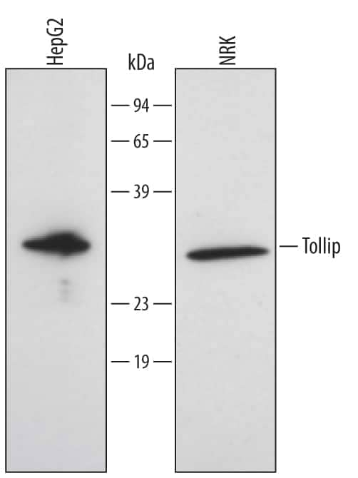 Western Blot Tollip Antibody (503315)