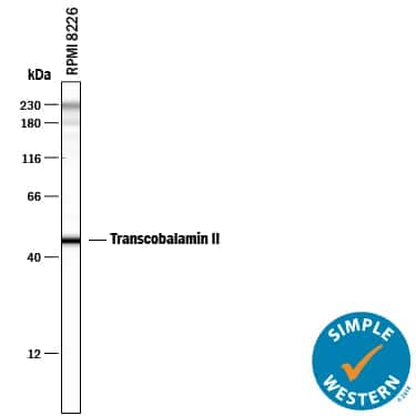 Simple Western lane view shows lysates of RPMI 8226 human multiple myeloma cell line, loaded at 0.5 mg/mL. A specific band was detected for Transcobalamin II at approximately 47 kDa (as indicated) using 20 µg/mL of Mouse Anti-Human Transcobalamin II Monoclonal Antibody (Catalog # MAB7895) . This experiment was conducted under reducing conditions and using the12-230 kDa separation system. Non-specific interaction with the 230 kDa Simple Western standard may be seen with this antibody.