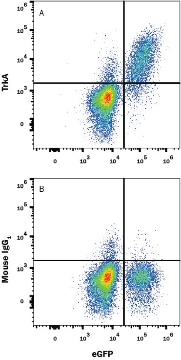 BAF cell line transfected with human TrkA and eGFP was stained with (A) Mouse Anti-Human TrkA APC-conjugated Monoclonal Antibody (Catalog # FAB1751RA) or (B) Mouse IgG1 isotype control antibody (Catalog # IC002A). View our protocol for Staining Membrane-associated Proteins.