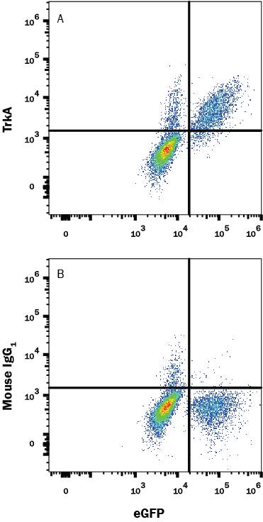 BAF cell line transfected with human TrkA and eGFP was stained with (A) Mouse Anti-Human TrkA PE-conjugated Monoclonal Antibody (Catalog # FAB1751RP) or (B) Mouse IgG1 isotype control antibody (Catalog # IC002P). View our protocol for Staining Membrane-associated Proteins.