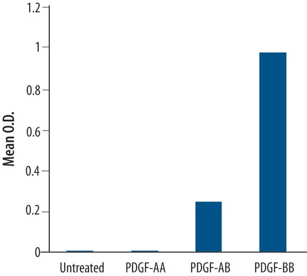 Human Foreskin Fibroblasts were untreated or treated with 100 ng/mL Recombinant Human PDGF-AA (Catalog # 221-AA), Recombinant Human PDGF-AB (Catalog # 222-AB), or Recombinant Human PDGF-BB (Catalog # 222-BB) for 5 minutes at 37 °C in serum-free medium. Activation of PDGF R beta  was assessed by ELISA using Human PDGF R beta  Antibody (Catalog # MAB385) as the capture reagent and Phospho-Tyrosine Biotinylated Monoclonal Antibody (Catalog # BAM1676) as the detection reagent.