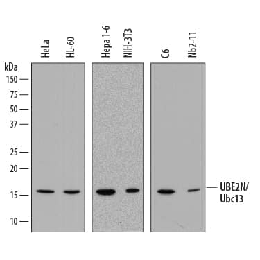 Western blot shows lysates of HeLa human cervical epithelial carcinoma cell line, HL-60 human acute promyelocytic leukemia cell line, Hepa 1-6 mouse hepatoma cell line, NIH-3T3 mouse embryonic fibroblast cell line, C6 rat glioma cell line, and Nb2-11 rat lymphoma cell line. PVDF membrane was probed with 1 µg/mL of Sheep Anti-Human/Mouse/Rat UBE2N/Ubc13 Antigen Affinity-purified Polyclonal Antibody (Catalog # AF8197) followed by HRP-conjugated Anti-Sheep IgG Secondary Antibody (Catalog # HAF016). A specific band was detected for UBE2N/Ubc13 at approximately 16 kDa (as indicated). This experiment was conducted under reducing conditions and using Immunoblot Buffer Group 1.