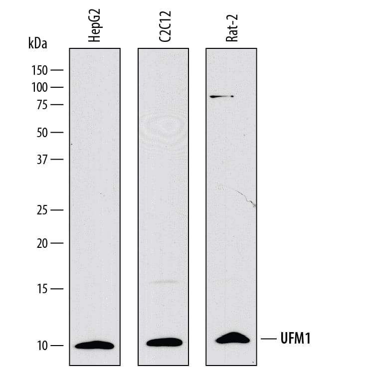 Western blot shows lysates of HepG2 human hepatocellular carcinoma cell line, C2C12 mouse myoblast cell line, and Rat-2 rat embryonic fibroblast cell line. PVDF membrane was probed with 1 µg/mL of Sheep Anti-Human UFM1 Antigen Affinity-purified Polyclonal Antibody (Catalog # AF8237) followed by HRP-conjugated Anti-Sheep IgG Secondary Antibody (Catalog # HAF016). A specific band was detected for UFM1 at approximately 10 kDa (as indicated). This experiment was conducted under reducing conditions and using Immunoblot Buffer Group 1.