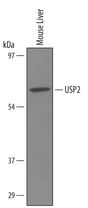 Western blot shows lysates of mouse liver tissue. PVDF membrane was probed with 1 µg/mL of Goat Anti-Mouse USP2 Antigen Affinity-purified Polyclonal Antibody (Catalog # AF5804) followed by HRP-conjugated Anti-Goat IgG Secondary Antibody (Catalog # HAF019). A specific band was detected for USP2 at approximately 70 kDa (as indicated). This experiment was conducted under reducing conditions and using Immunoblot Buffer Group 8.