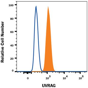 Daudi human Burkitt's lymphoma cell line was stained with Mouse Anti-Human UVRAG Alexa Fluor® 488-conjugated Monoclonal Antibody (Catalog # IC9180G, filled histogram) or isotype control antibody (Catalog # IC002G, open histogram). To facilitate intracellular staining, cells were fixed with Flow Cytometry Fixation Buffer (Catalog # FC004) and permeabilized with Flow Cytometry Permeabilization/Wash Buffer I (Catalog # FC005). View our protocol for Staining Intracellular Molecules.