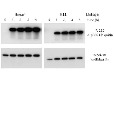 Tetraubiquitin chains of each indicated linkage type were incubated for 0-4 hours in reactions containing recombinant PINK1 kinase (Cat# AP-180) and ATP. At indicated times a portion of each reaction was removed and terminated with SDS-PAGE sample buffer. SDS-PAGE gels (10-20%) were used to resolve approximately 150 ng of Ubiquitin tetramer from each reaction. Western Blots were developed using either  alpha -phospho-Ubiquitin, pS65 (upper panels) or anti-Ubiquitin (Cat# MAB701, lower panel). Primary antibodies were used at 1 μg/ml in PBST + 0.5% BSA, while HRP-labeled secondary antibodies ( alpha -rabbit for A-110,  alpha -mouse for MAB701) were used at a 1:10,000 dilution in PBST + 0.5% BSA. Further details are available upon request. 