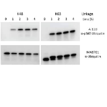 Tetraubiquitin chains of each indicated linkage type were incubated for 0-4 hours in reactions containing recombinant PINK1 kinase (Cat# AP-180) and ATP. At indicated times a portion of each reaction was removed and terminated with SDS-PAGE sample buffer. SDS-PAGE gels (10-20%) were used to resolve approximately 150 ng of Ubiquitin tetramer from each reaction. Western Blots were developed using either  alpha -phospho-Ubiquitin, pS65 (upper panels) or anti-Ubiquitin (Cat# MAB701, lower panel). Primary antibodies were used at 1 μg/ml in PBST + 0.5% BSA, while HRP-labeled secondary antibodies ( alpha -rabbit for A-110,  alpha -mouse for MAB701) were used at a 1:10,000 dilution in PBST + 0.5% BSA. Further details are available upon request. 