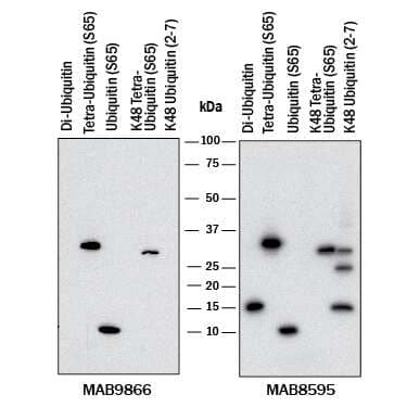 Western blot shows lysates of Di-Ubiquitin (negative control), Phospho-Tetra-Ubiquitin (S65), Phospho-Ubiquitin (S65), K48 linked Phosopho-Tetra-Ubiquitin (S65), and K48 linked Ubiquitin 2-7 (negative control). PVDF membrane was probed with 2 µg/mL of Rabbit Anti-Human Phospho-Ubiquitin (S65) Monoclonal Antibody (Catalog # MAB9866, left panel) or 0.1 µg/mL of Rabbit Anti-Human Ubiquitin Monoclonal Antibody (Catalog # MAB8595, right panel), followed by HRP-conjugated Anti-Rabbit IgG Secondary Antibody (Catalog # HAF008). A specific band was detected for Phospho-Ubiquitin (S65) at approximately 10, 30, and 35 kDa (as indicated on the left panel). This experiment was conducted under reducing conditions and using Immunoblot Buffer Group 1.