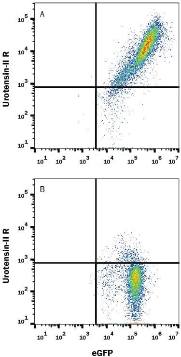 HEK293 human embryonic kidney cell line transfected with either (A) mouse Urotensin-II R or (B) irrelevant transfectants and eGFP was stained with 0.2 µg Rat Anti-Mouse Urotensin-II R Alexa Fluor® 647-conjugated Monoclonal Antibody (Catalog # FAB9245R). Quadrant markers were set based on control antibody staining (Catalog # IC013R). View our protocol for Staining Membrane-associated Proteins.