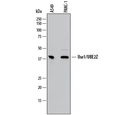 Western blot shows lysates of A549 human lung carcinoma cell line and PANC-1 human pancreatic carcinoma cell line. PVDF membrane was probed with 0.5 µg/mL of Sheep Anti-Human Use1/UBE2Z Antigen Affinity-purified Polyclonal Antibody (Catalog # AF8154) followed by HRP-conjugated Anti-Sheep IgG Secondary Antibody (Catalog # HAF016). A specific band was detected for Use1/UBE2Z at approximately 39-41 kDa (as indicated). This experiment was conducted under reducing conditions and using Immunoblot Buffer Group 1.