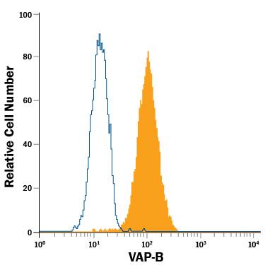 T98G human glioblastoma cell line was stained with Mouse Anti-Human VAP-B Alexa Fluor® 488-conjugated Monoclonal Antibody (Catalog # IC58551G, filled histogram) or isotype control antibody (Catalog # IC002G, open histogram). To facilitate intracellular staining, cells were fixed with Flow Cytometry Fixation Buffer (Catalog # FC004) and permeabilized with Flow Cytometry Permeabilization/Wash Buffer I (Catalog # FC005). View our protocol for Staining Intracellular Molecules.