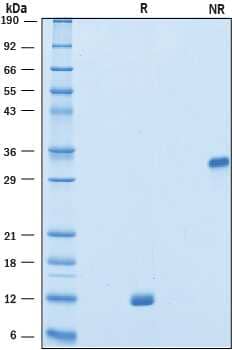 2 μg/lane of Recombinant Human VEGF 111b was resolved with SDS-PAGE underreducing (R) and non-reducing (NR) conditions and visualized by Coomassie® Bluestaining, showing bands at 12 kDa and 33 kDa, respectively.