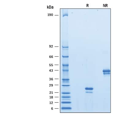 2 μg/lane of Biotinylated Recombinant Human VEGF 165 Avi-tag (Catalog # AVI293) was resolved with SDS-PAGE under reducing (R) and non-reducing (NR) conditions and visualized by Coomassie® blue staining, showing bands at 20-28 kDa and 40-56 kDa, respectively. 