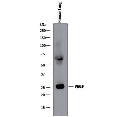 Western blot shows lysates of human lung tissue. PVDF membrane was probed with 2 µg/mL of Recombinant Mouse Anti-Human/Primate VEGF Monoclonal Antibody (Catalog # MAB293R) followed by HRP-conjugated Anti-Mouse IgG Secondary Antibody (Catalog # HAF018). A specific band was detected for VEGF at approximately 25 kDa (as indicated). This experiment was conducted under reducing conditions and using Immunoblot Buffer Group 1.